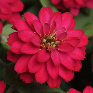 Миниатюра: Zinnia Double Zahara
