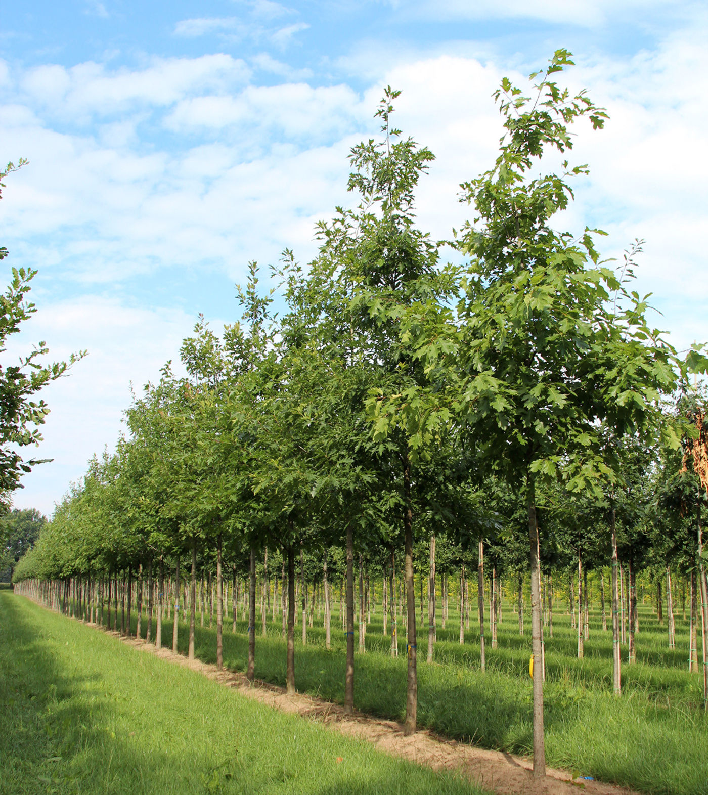 Дуб красный / Quercus rubra