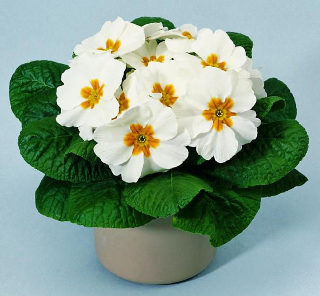 Миниатюра: Primula PRIMERA
