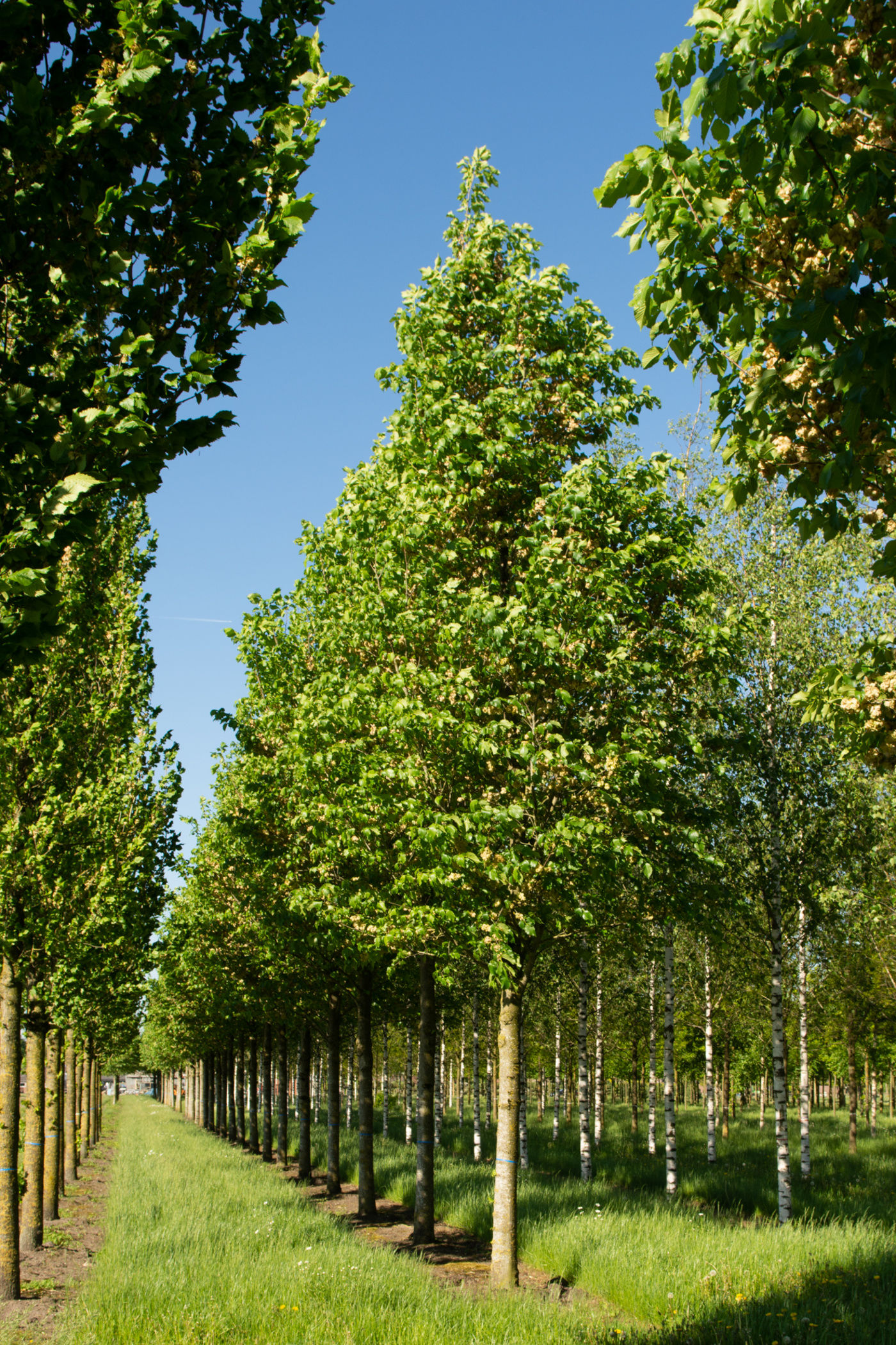 Вяз «Додунс» / Ulmus 'Dodoens'