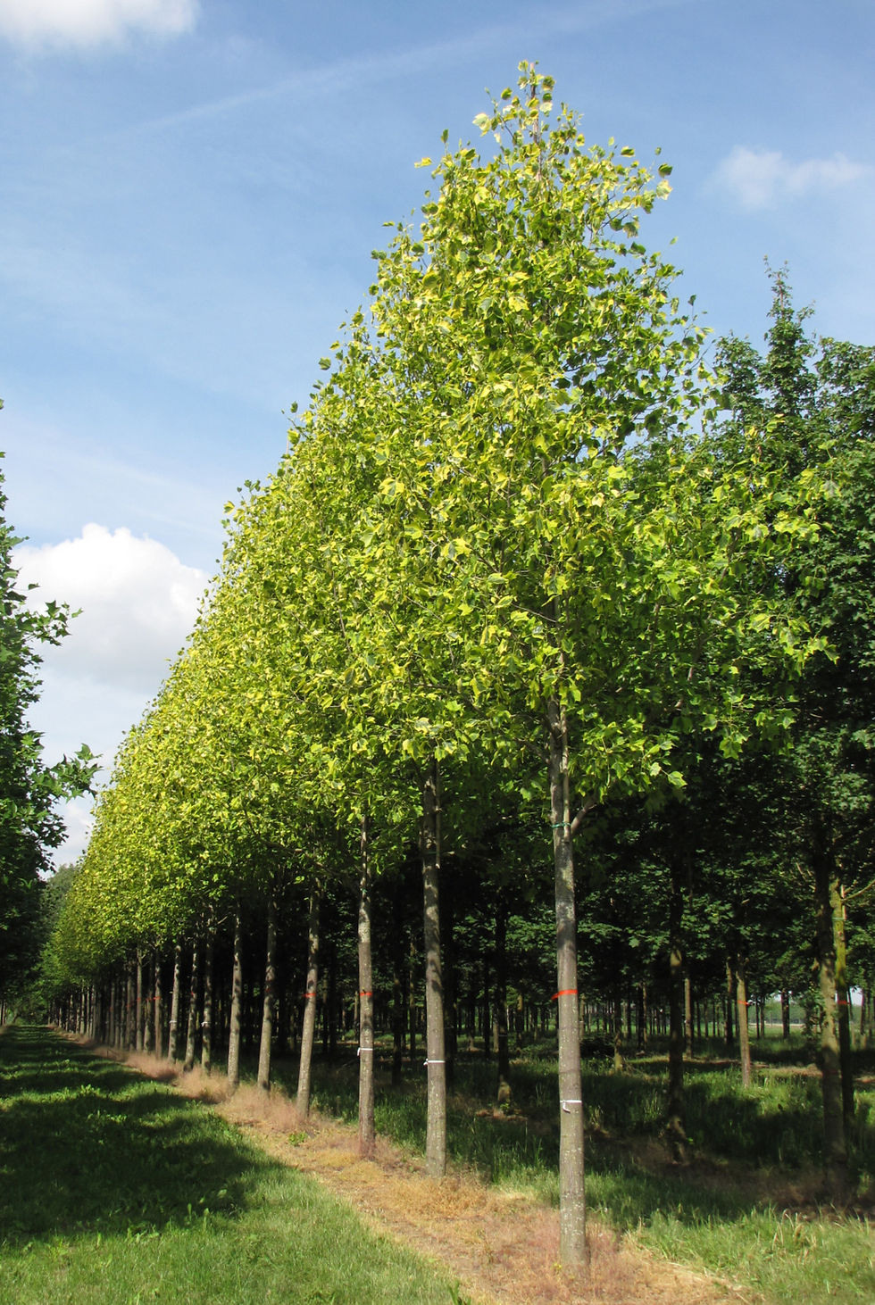 Thumbnail: Лириодендрон тюльпановый Ауреомаргина / Liriodendron tulipifera Aureomarginatum