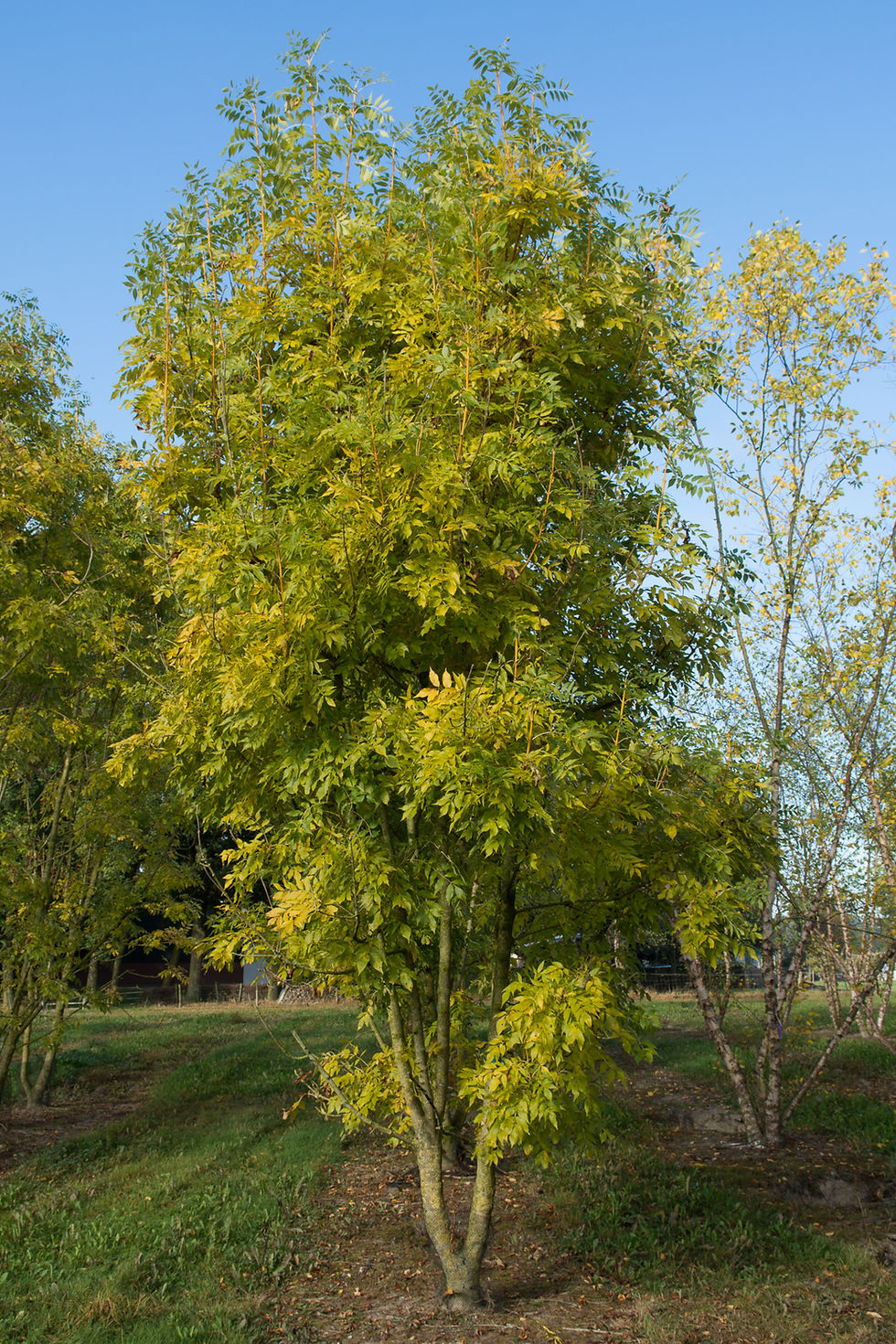 Thumbnail: Ясень обыкновенный «Яспидея» / Fraxinus excelsior 'Jaspidea'