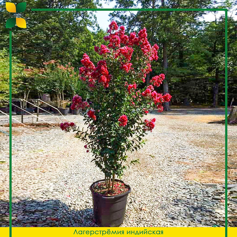 Лагерстрёмия (Сирень) индийская / Lagerstroemia indica nivea