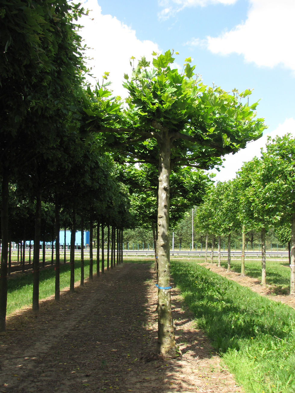 Миниатюра: Платан восточный / Platanus orientalis