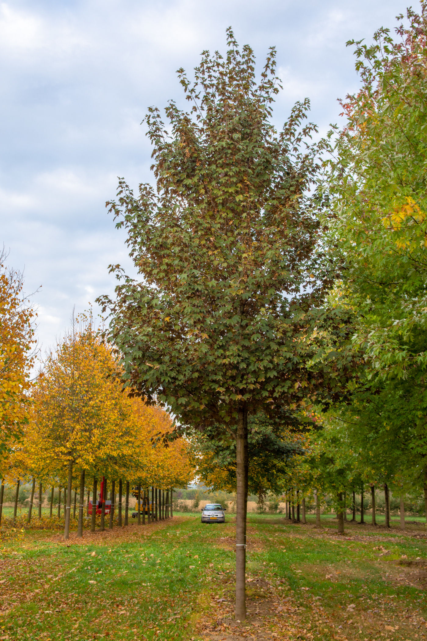 Клен ложноплатановый «Атропурпуреум» / Acer pseudoplatanus 'Atropurpureum'