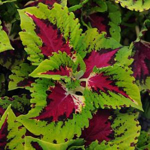 Миниатюра: Coleus Kong