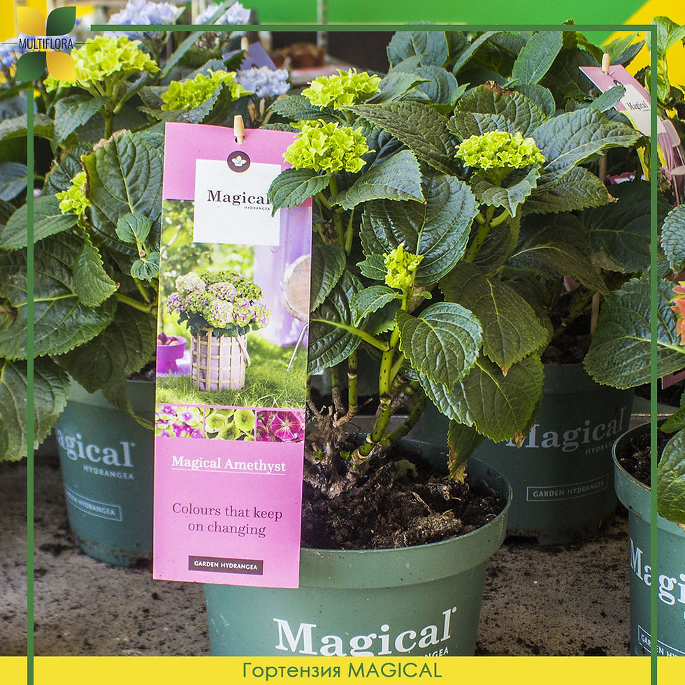 Thumbnail: Гортензия / Hydrangea