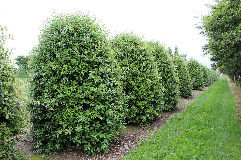Thumbnail: Дуб каменный / Quercus ilex