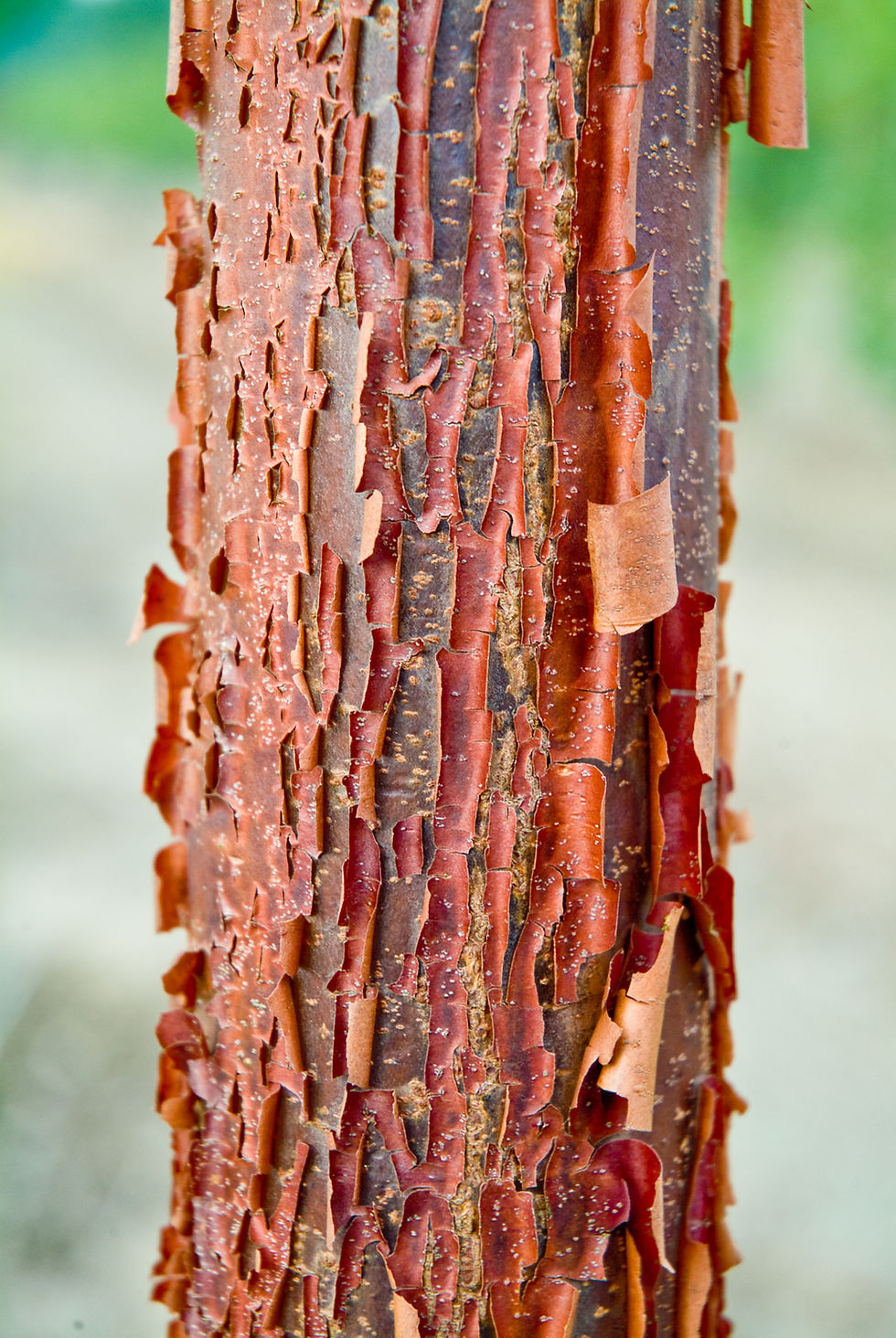 Миниатюра: Клен серый / Acer griseum