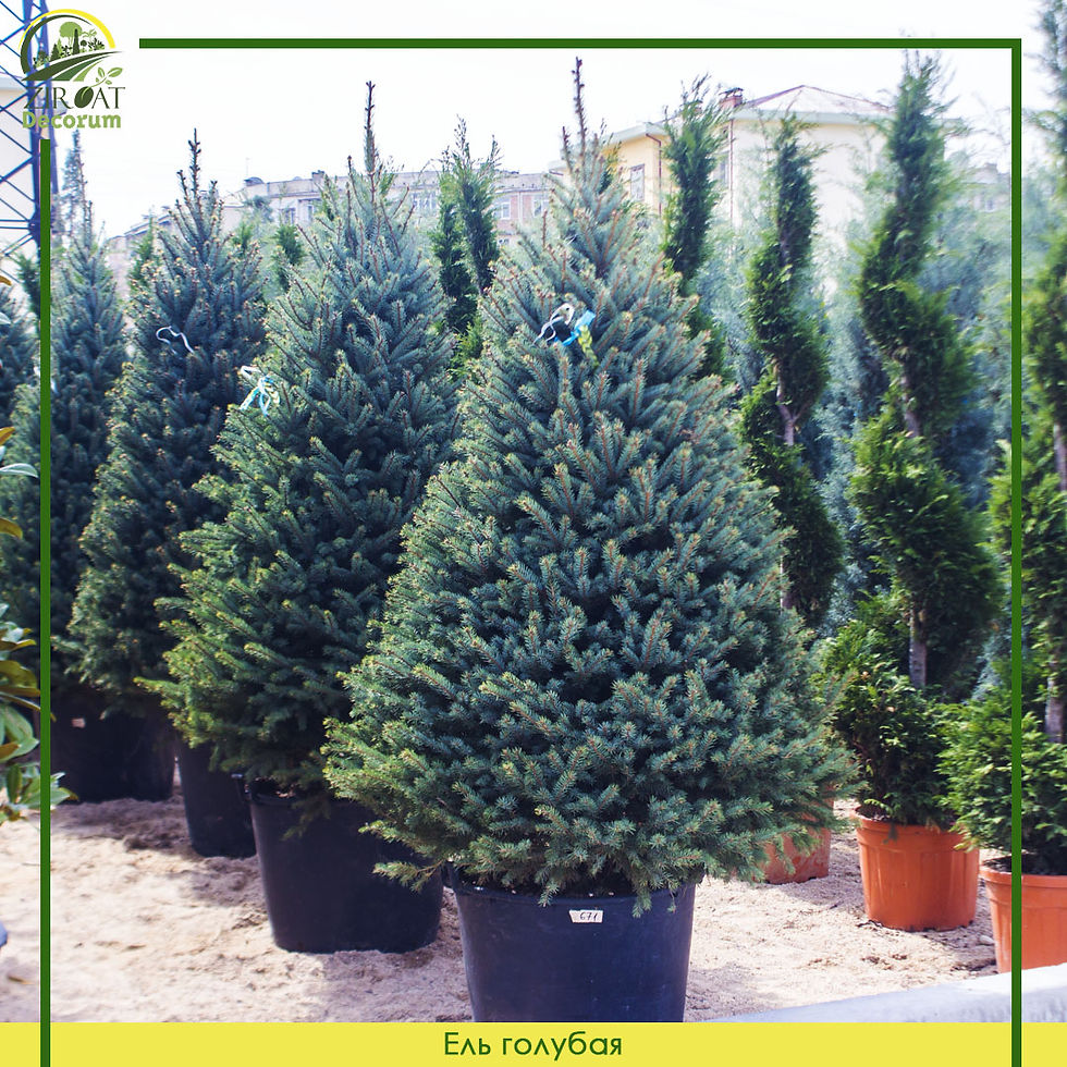 Ель Голубая 250 см / Picea Pungens Extra