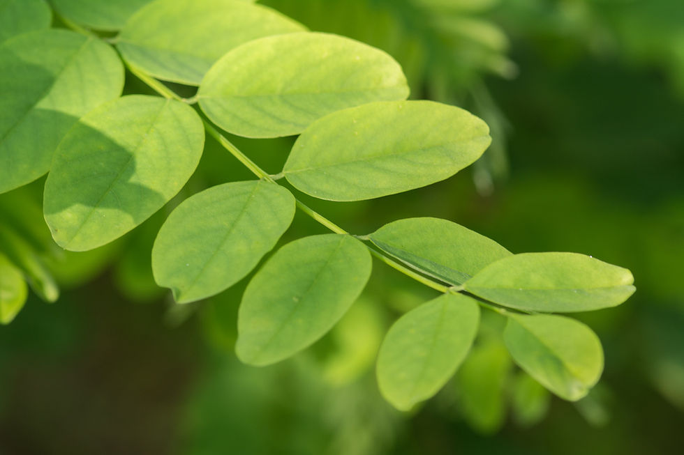 Миниатюра: Робиния обыкновенная «Бессониана» / Robinia pseudoacacia 'Bessoniana'