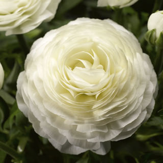 Миниатюра: Ranunculus Magic