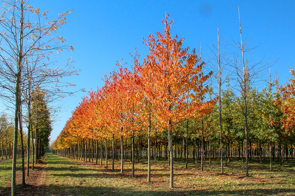 Миниатюра: Вишня птичья / Prunus avium 'Plena'