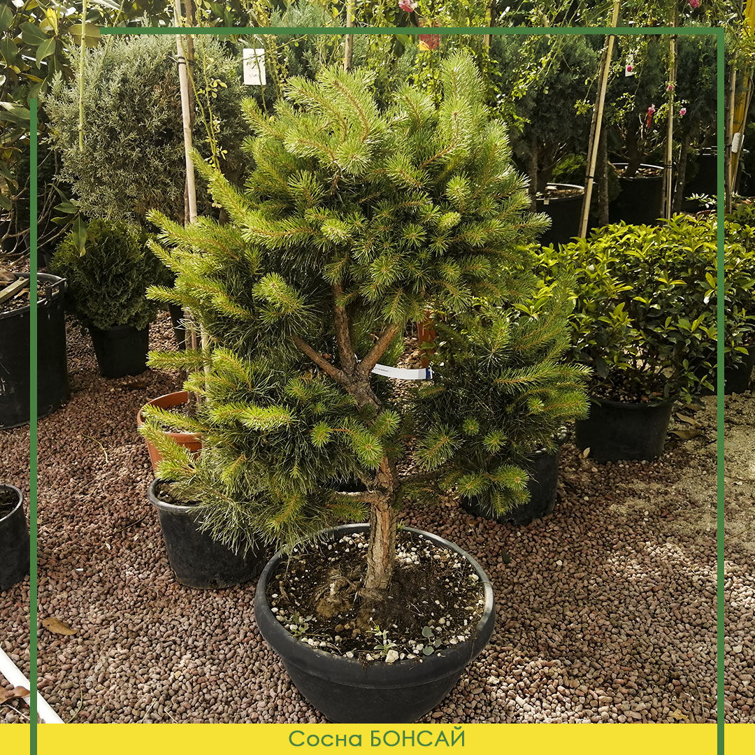 Сосна бонсаевидная / Pinus Sylvestris bonsai