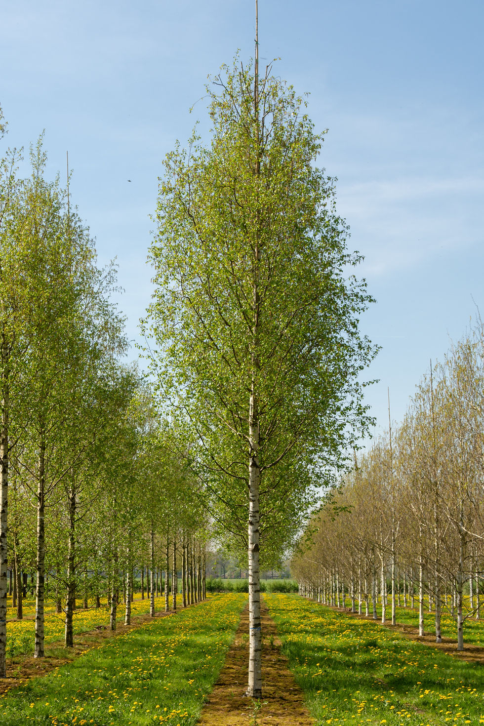 Thumbnail: Береза повислая "Звитсерс Глор / Betula pendula 'Zwitsers Glorie'