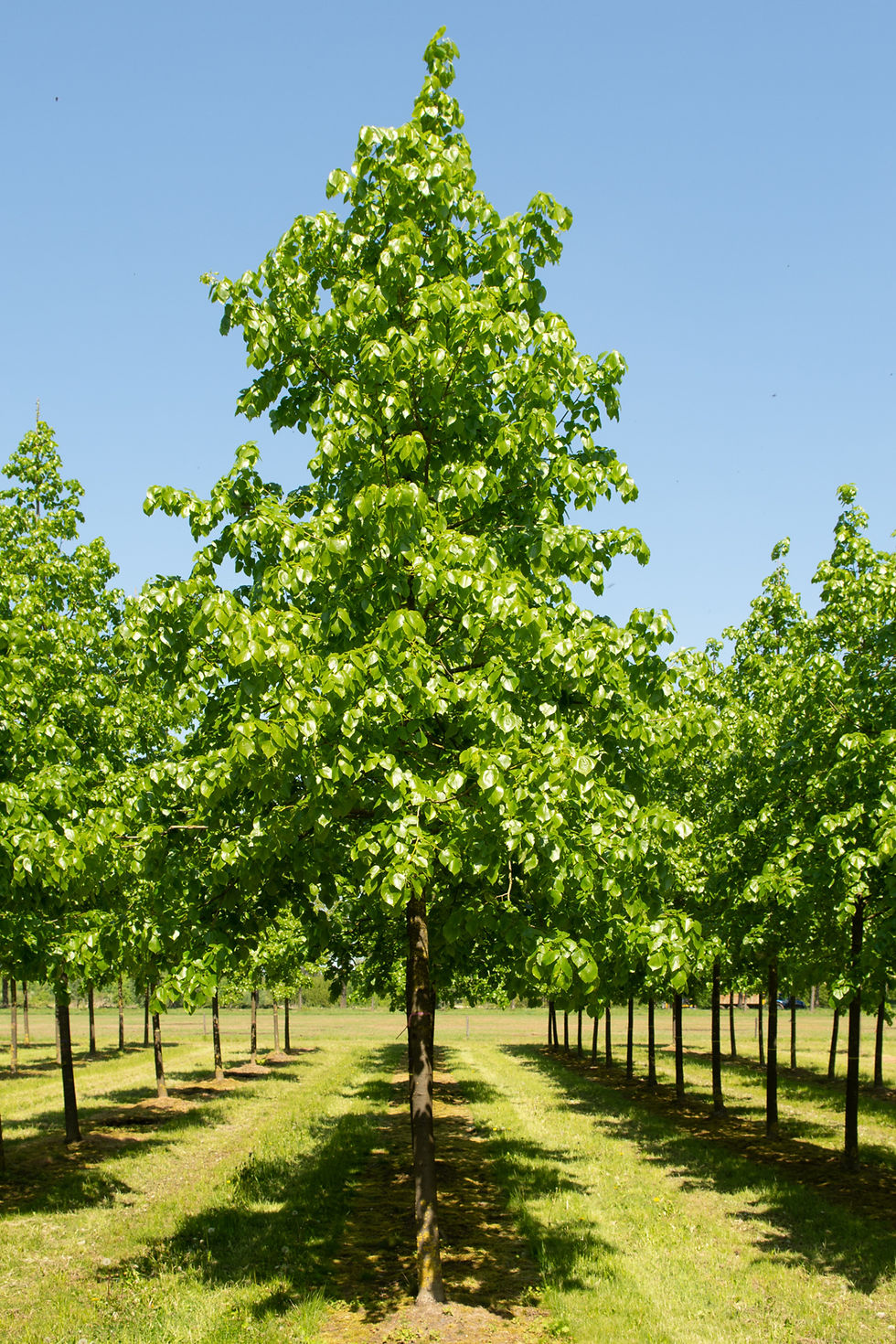 Миниатюра: Липа европейская «Эухлора» / Tilia x europaea 'Euchlora'