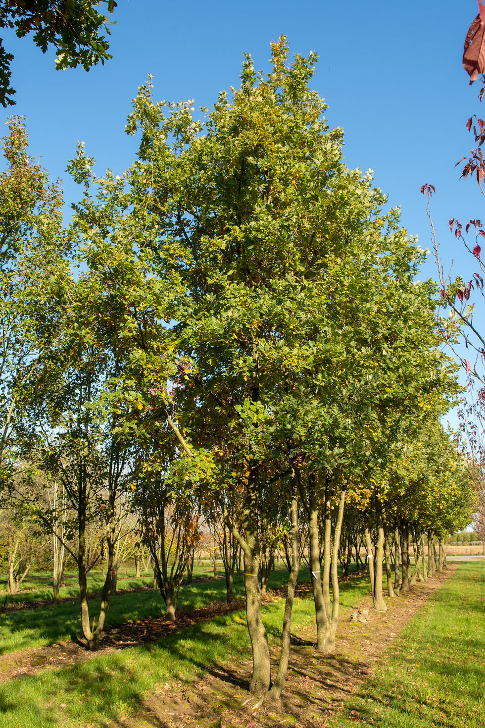 Миниатюра: Дуб черешчатый / Quercus robur