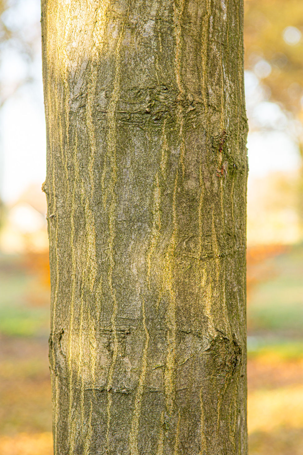 Thumbnail: Граб обыкновенный «Юрриус» / Carpinus betulus 'Jurrius'