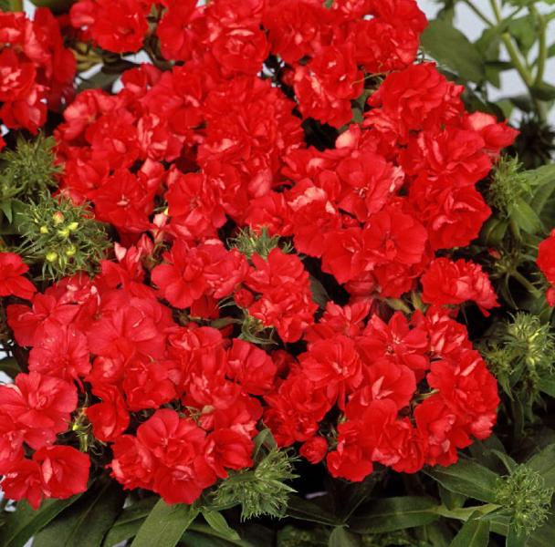 Миниатюра: Phlox Promise