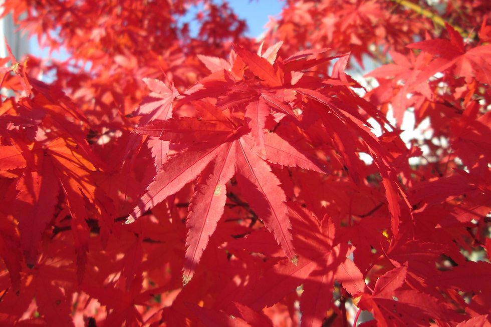 Миниатюра: Клен веерный / Acer palmatum