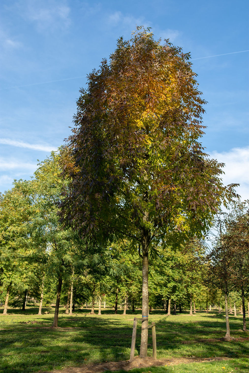 Thumbnail: Ясень американский «Скайлайн» / Fraxinus americana 'Skyline'
