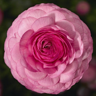 Миниатюра: Ranunculus Maché