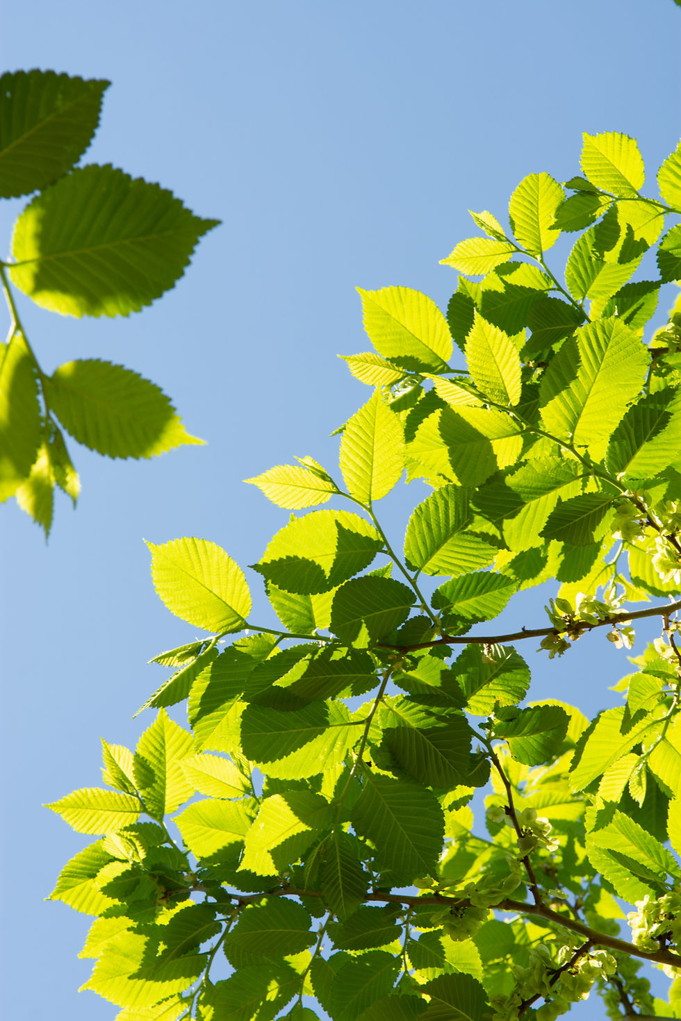 Thumbnail: Вяз «Клусиус» / Ulmus 'Clusius'