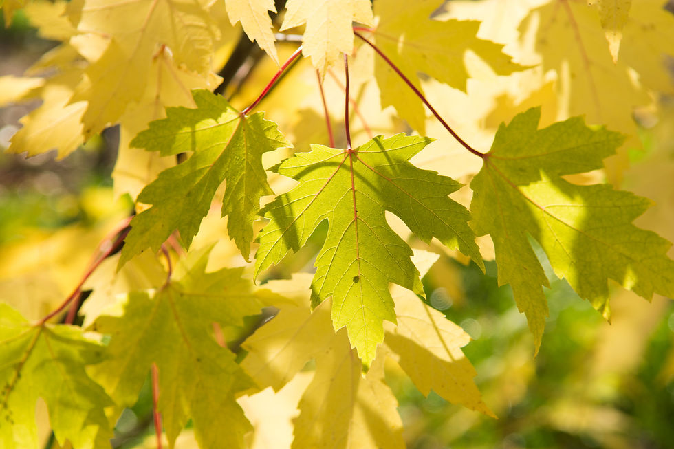 Миниатюра: Клен серебристый / Acer saccharinum
