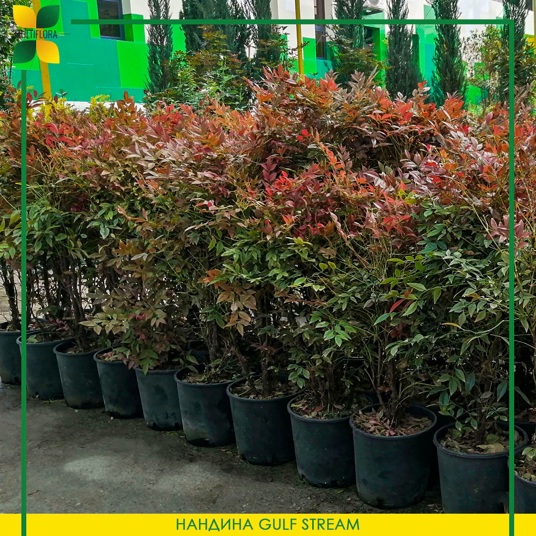 Нандина / Nandina domestica Gulf stream
