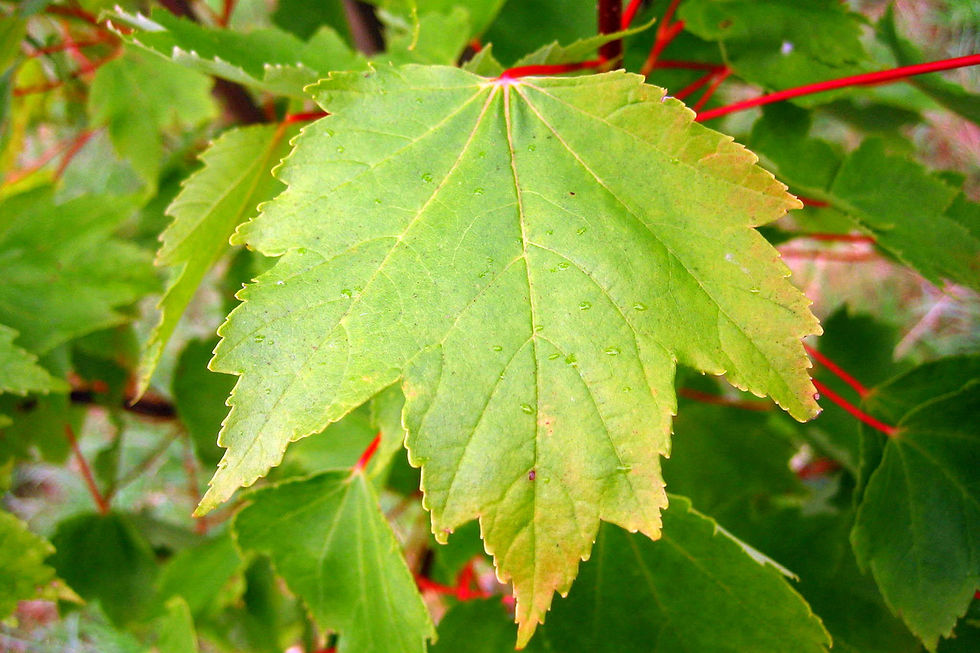 Миниатюра: Клен красный «Отом Флэйм» / Acer rubrum 'Autumn Flame'