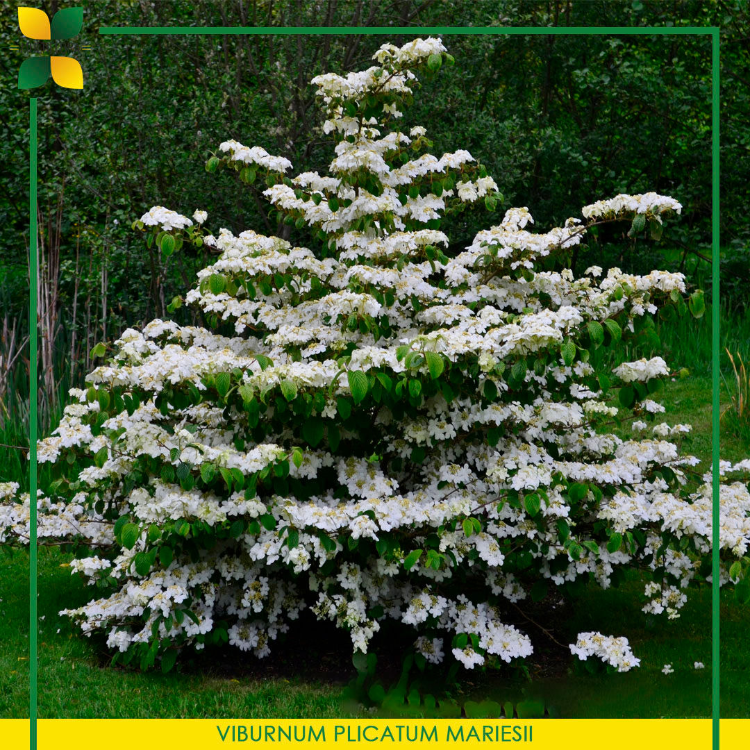 VIBURNUM PLICATUM MARIESII – Калина складчатая Марьези