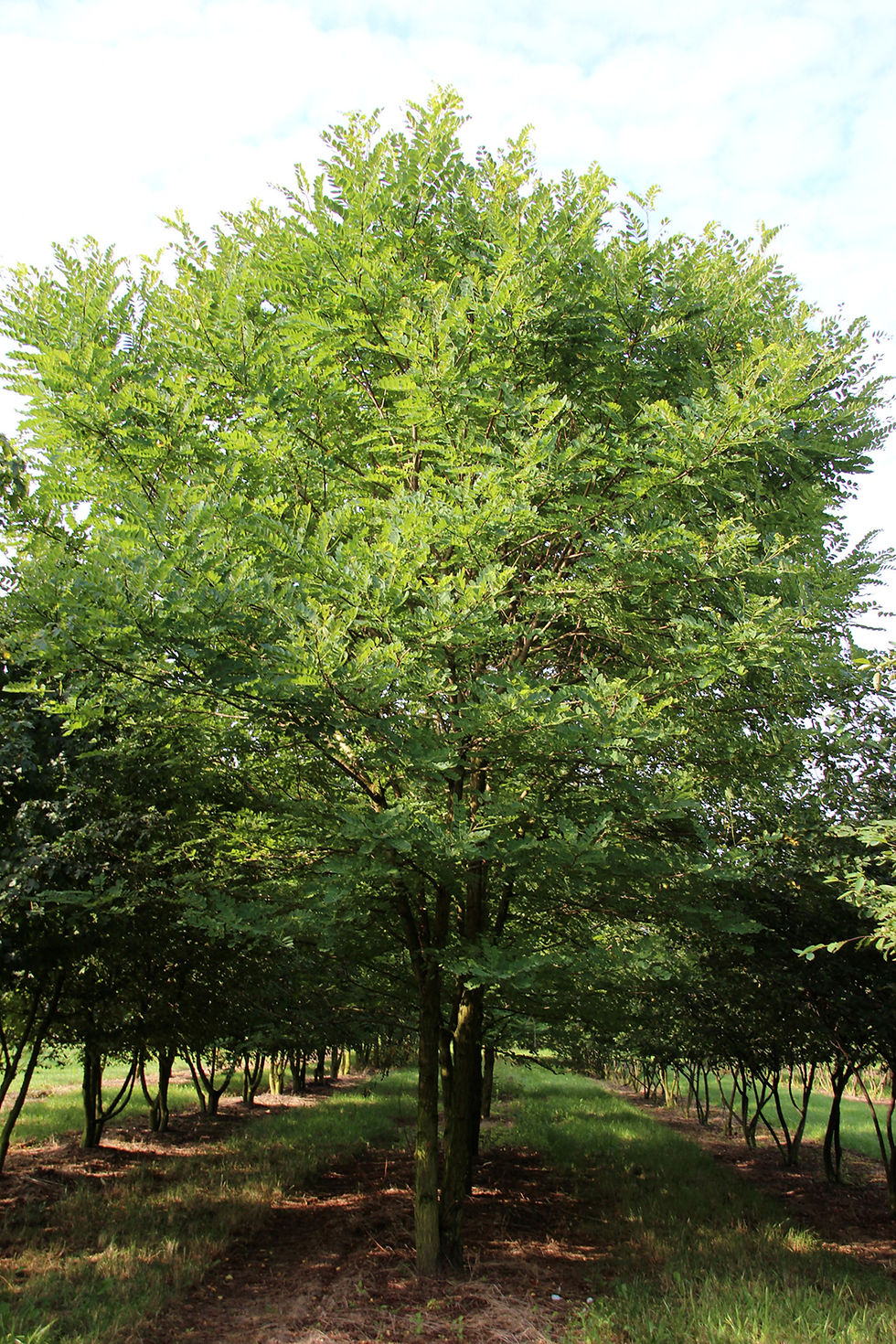 Миниатюра: Робиния обыкновенная «Бессониана» / Robinia pseudoacacia 'Bessoniana'