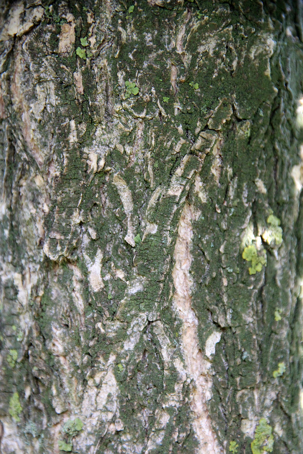 Thumbnail: Стифнолобиум японский "Пендула" / Styphnolobium japonicum 'Pendula'