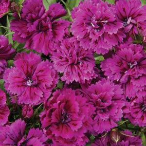 Thumbnail: Dianthus Dynasty