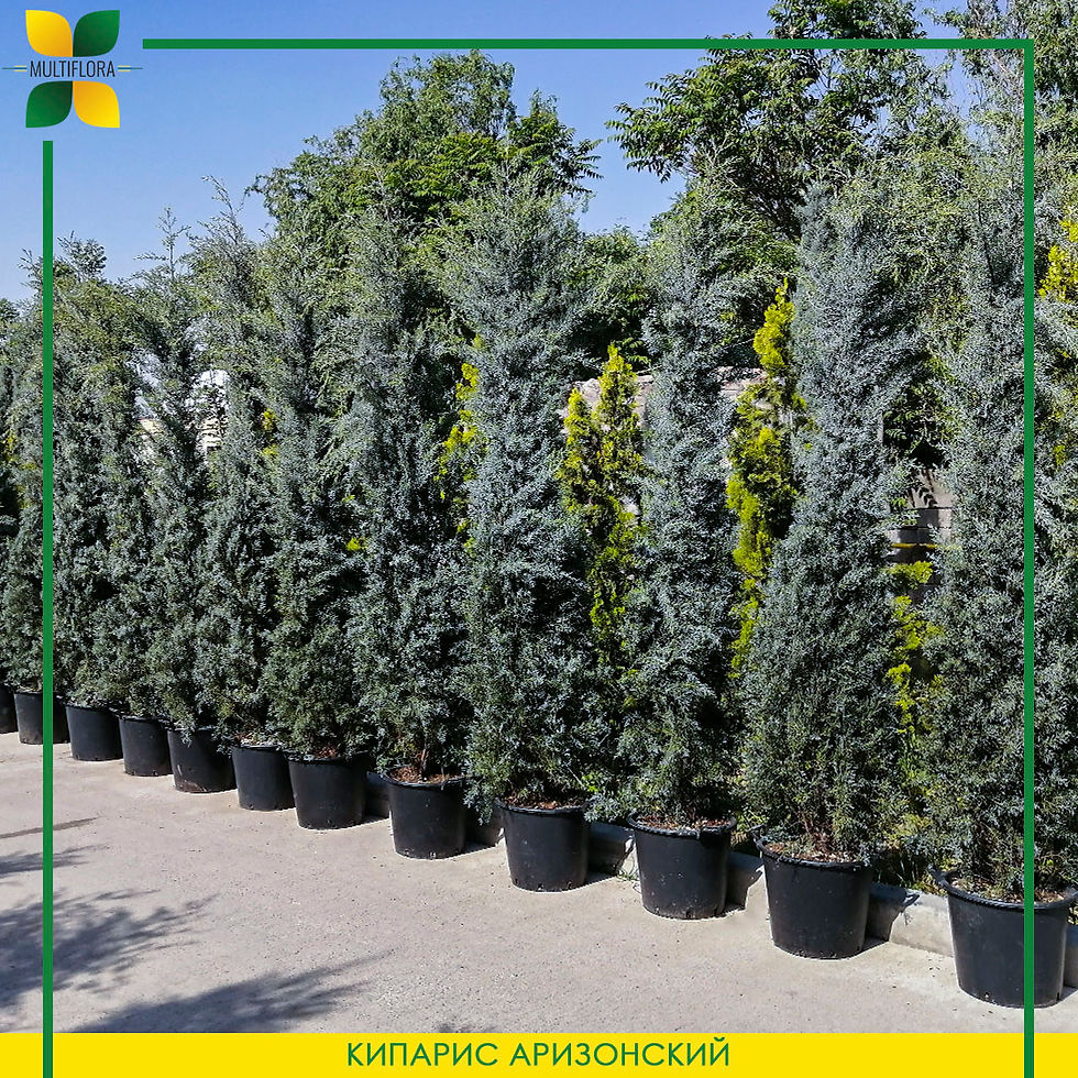 Кипарис аризонский / Cupressus arizonica fastigiata