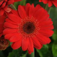 Миниатюра: Gerbera Mini Revolution