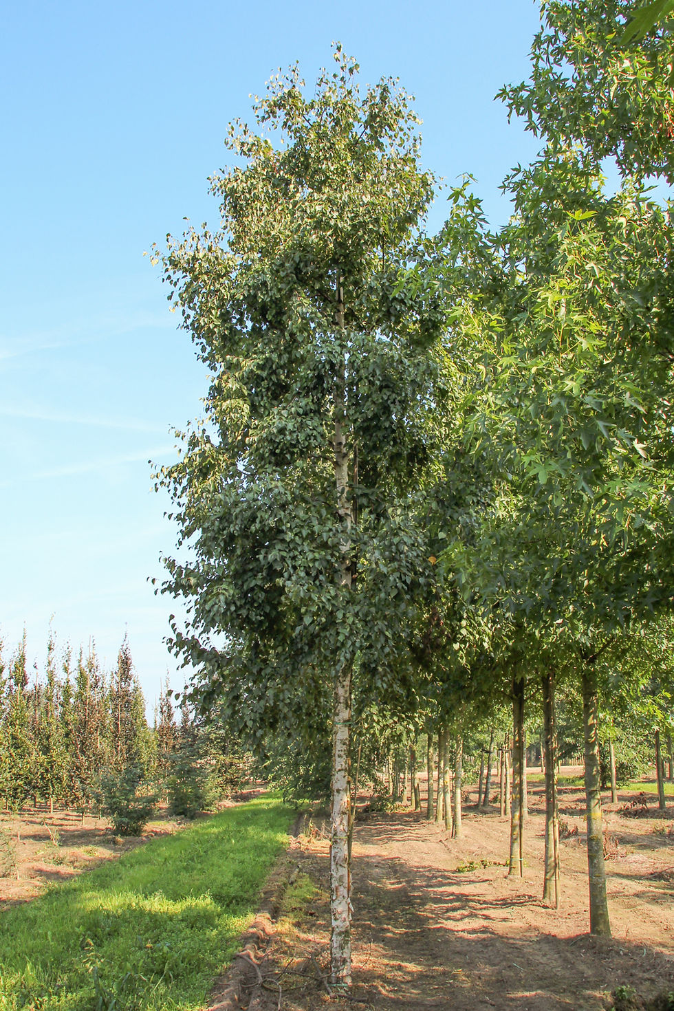 Thumbnail: Береза Эрмана "Холланд" / Betula ermanii 'Holland'
