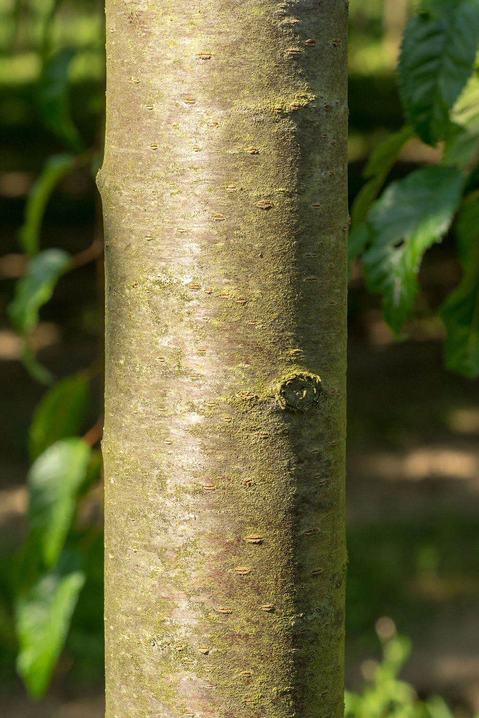 Thumbnail: Слива мелкопильчатая «Кику-шидаре-закура» Prunus serrulata 'Kiku-shidare-zakura'