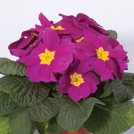 Миниатюра: Primula ORION