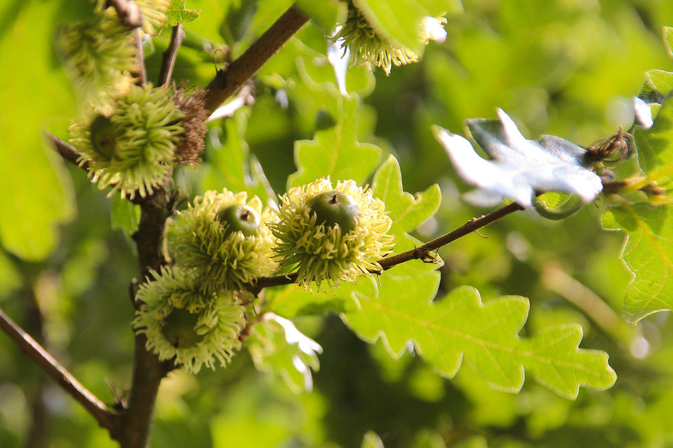 Миниатюра: Дуб турецкий / Quercus cerris
