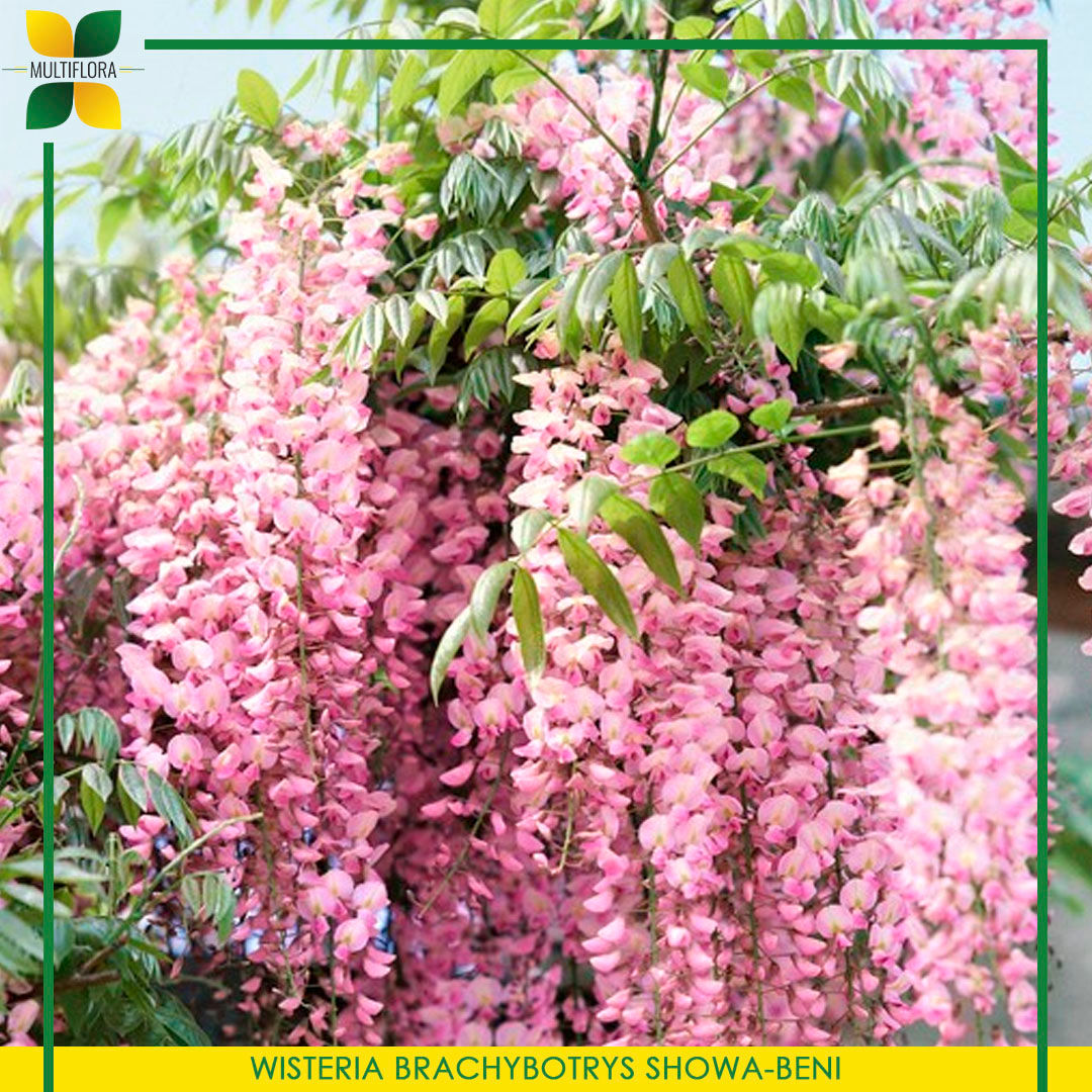 WISTERIA BRACHYBOTRYS SHOWA-BENI – Глициния короткогроздная Шова-Бени