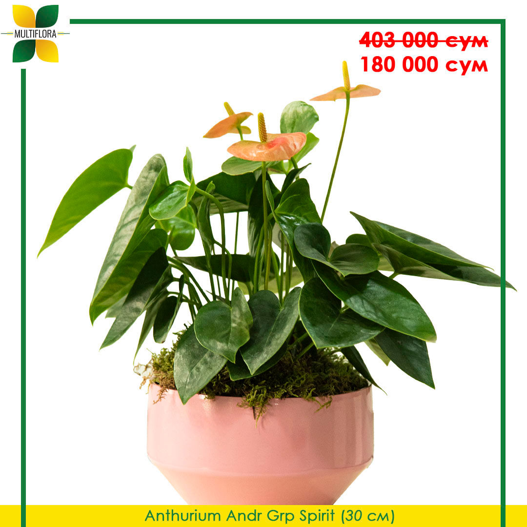 Anthurium Andr Grp Spirit