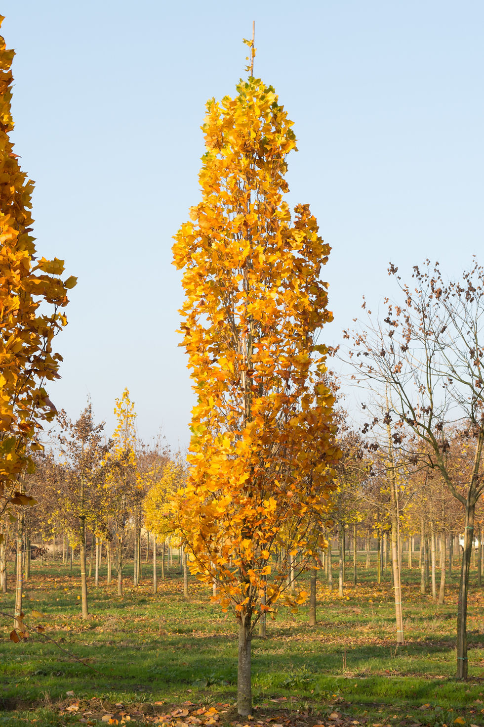 Thumbnail: Лириодендрон тюльпановый «Фастигиатум» / Liriodendron tulipifera 'Fastigiatum'