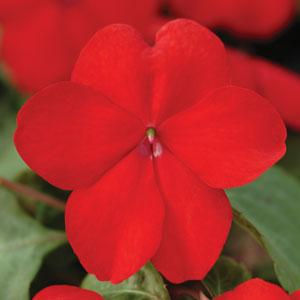 Миниатюра: Impatiens Super Elfin
