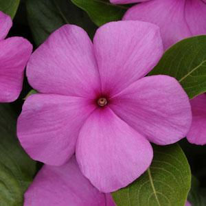 Миниатюра: Vinca Titan
