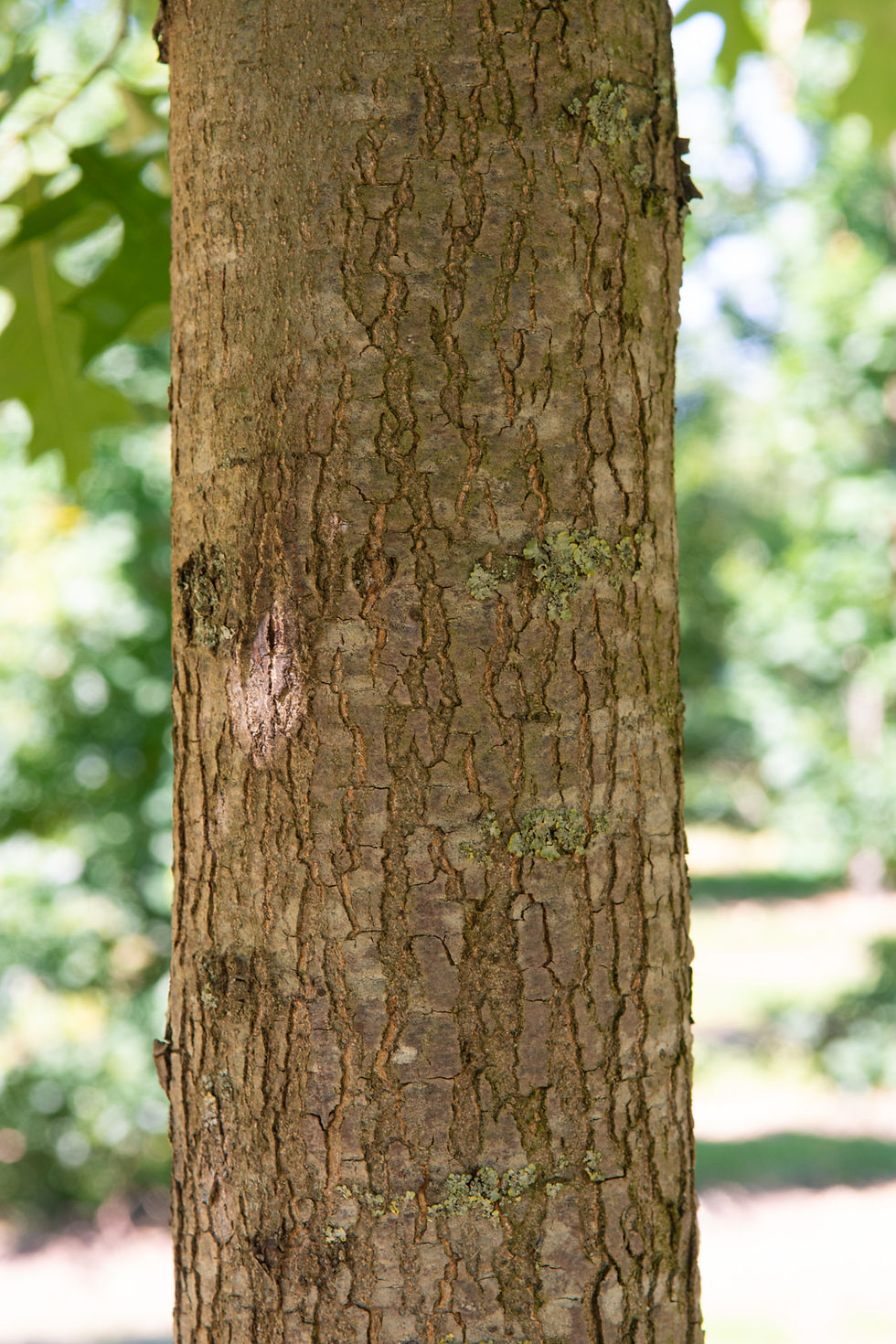 Миниатюра: Дуб болотный «Хелмонд» / Quercus palustris 'Helmond'