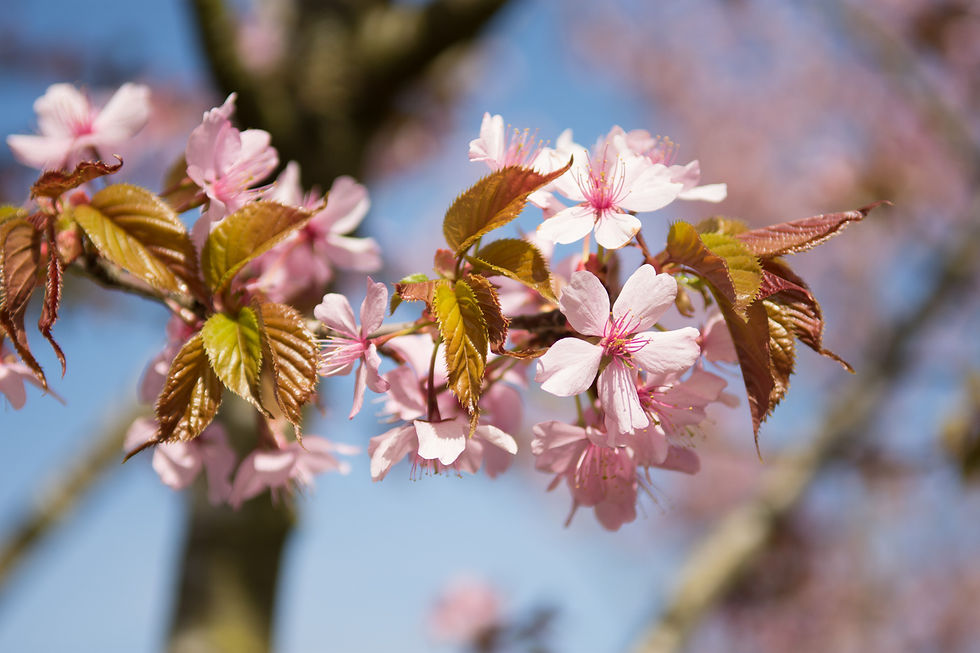 Миниатюра: Вишня Саржента «Чарльз Саржент» / Prunus sargentii 'Charles Sargent'