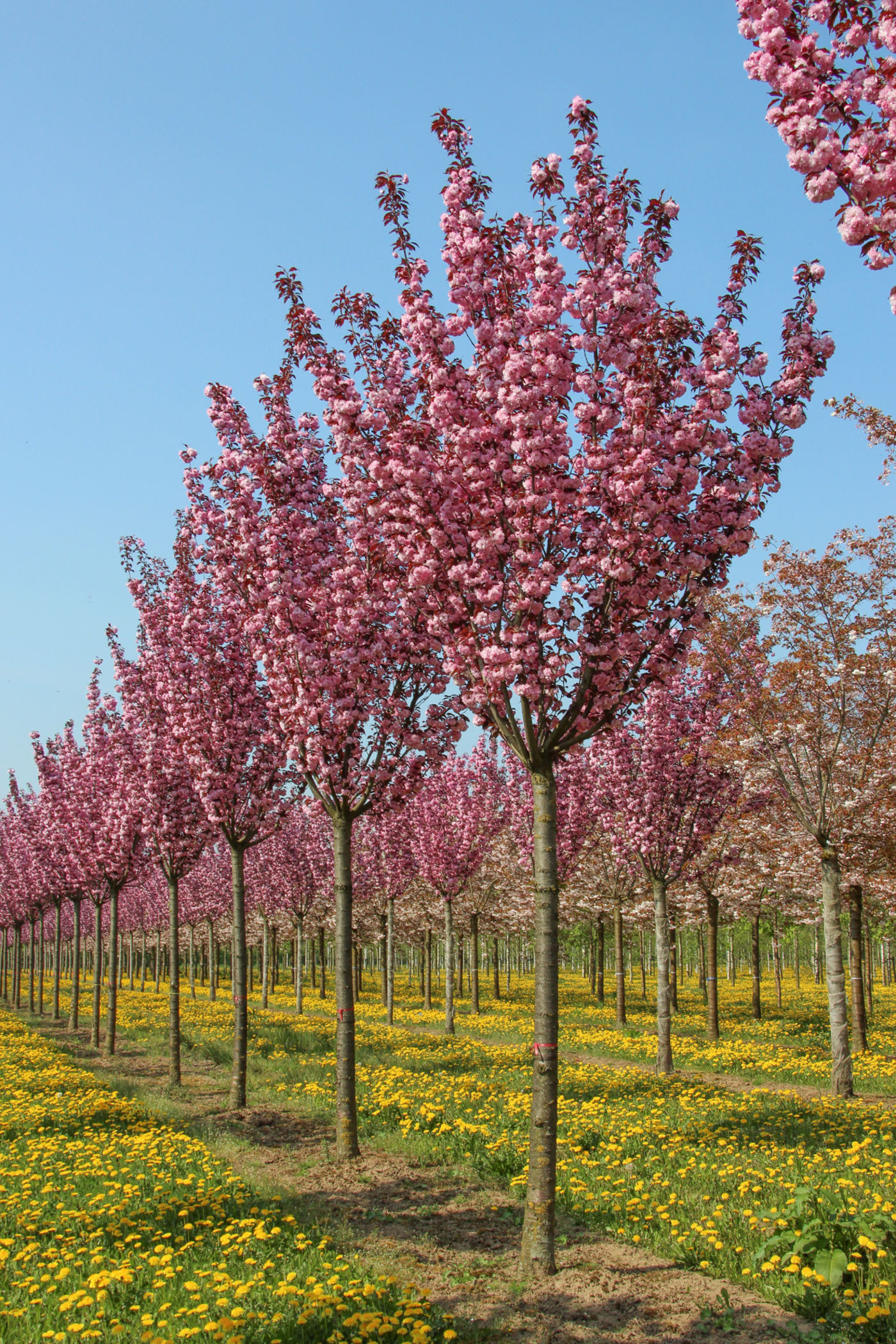 Слива мелкопильчатая «Роял Бургунди» / Prunus serrulata 'Royal Burgundy'
