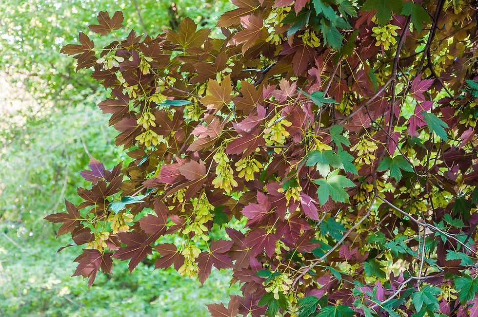 Thumbnail: Клен ложноплатановый «Атропурпуреум» / Acer pseudoplatanus 'Atropurpureum'
