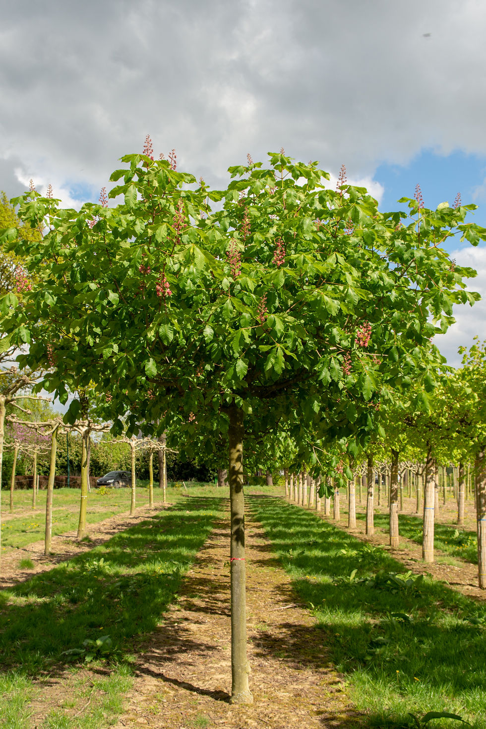 Thumbnail: Конский каштан мясо-красный «Бриоти» / Aesculus x carnea 'Briotii'